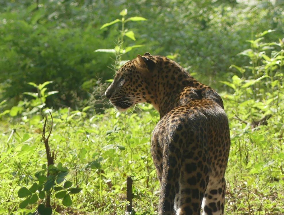 Viveka Inn Guest&Yala Safari Tissamaharama Bagian luar foto