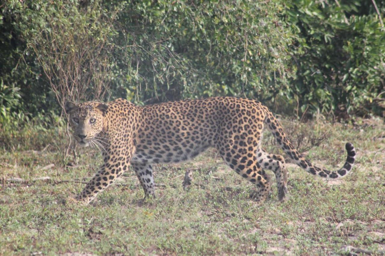 Viveka Inn Guest&Yala Safari Tissamaharama Bagian luar foto